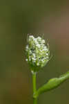 Coastal plain angelica